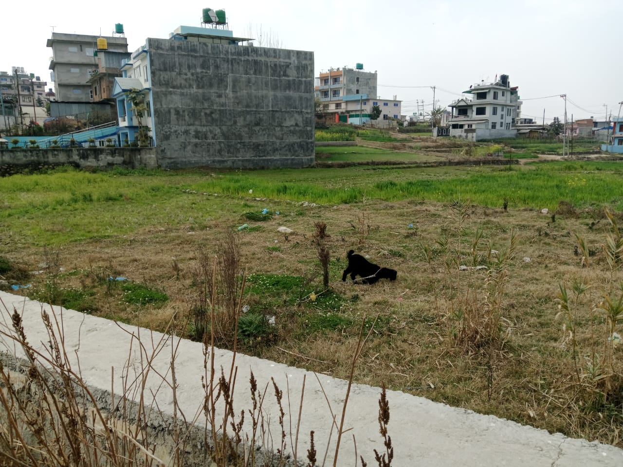 Picture of Mahalaxmi Municipality, Bagmati